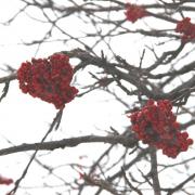 large_IMG_2333.JPG